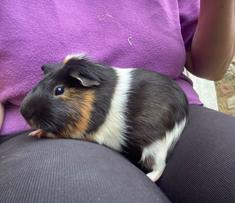 Male Guineapigs 
