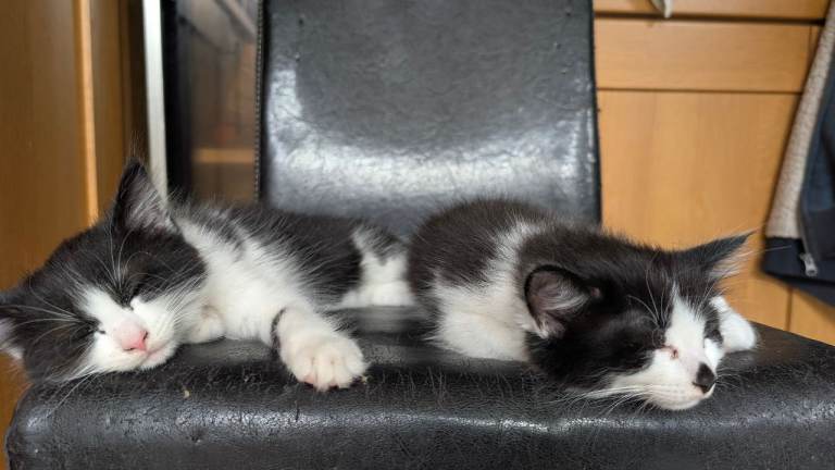 2 domestic long haired kittens for sale