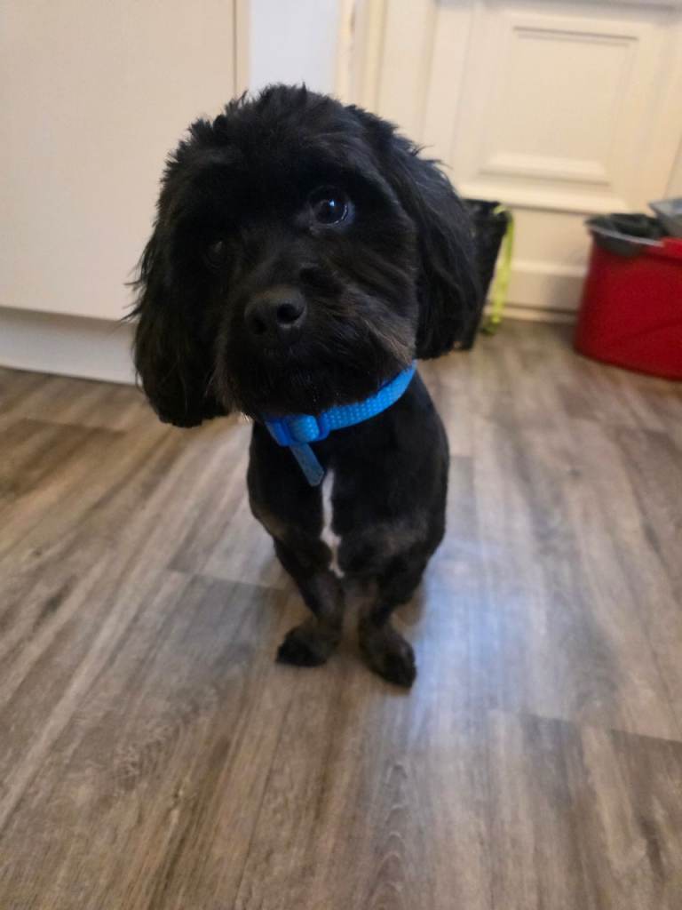 Male shihpoo