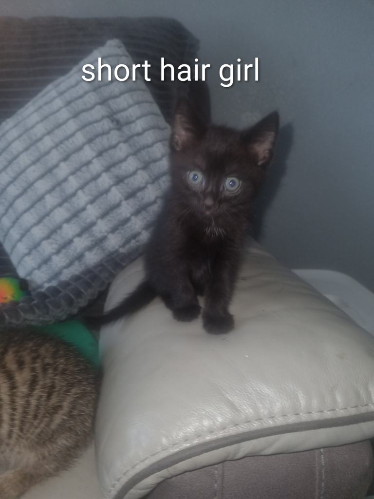 Last 2 kittens ready to go!! £150 ORO
