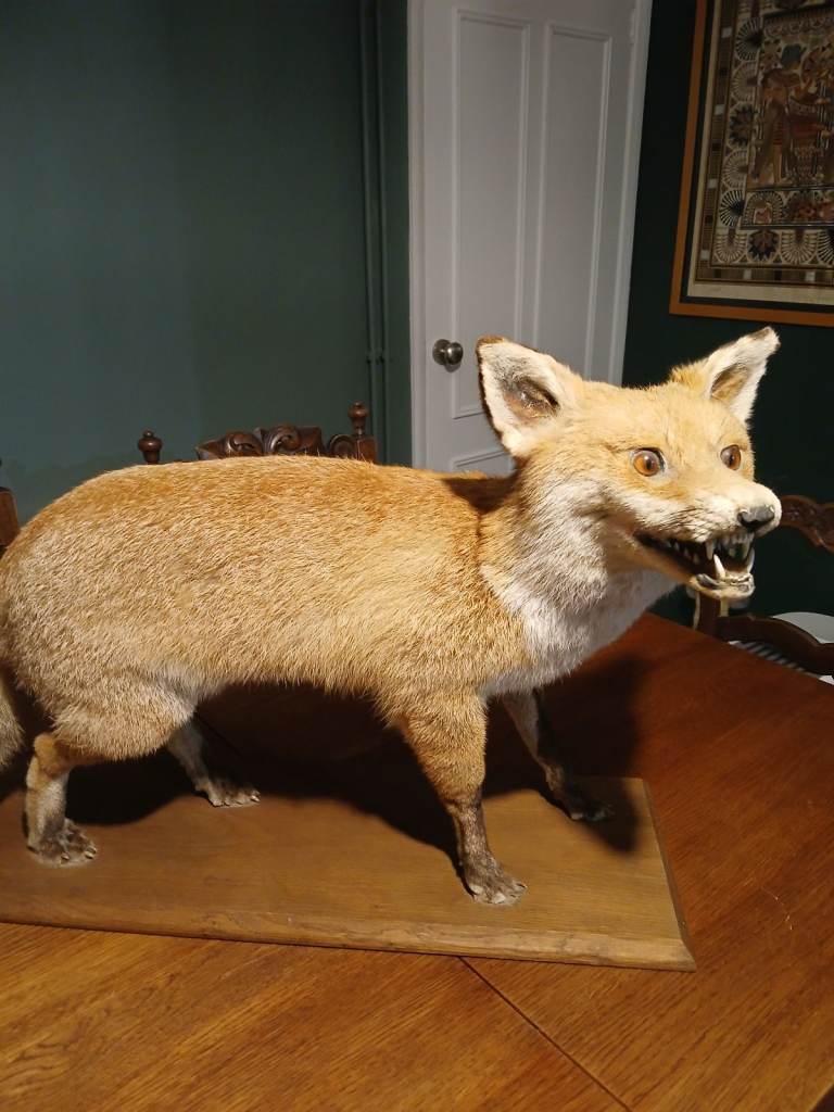 Taxidermy Fox full mount