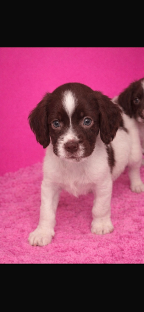 Beautiful cocker spaniel puppies for sale