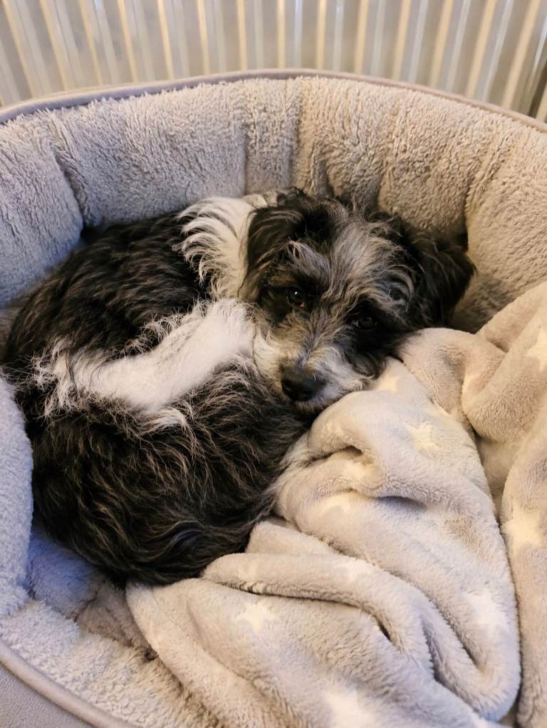 Jackapoo puppy