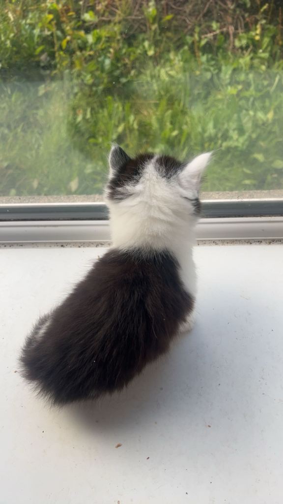 5 kittens for sale 