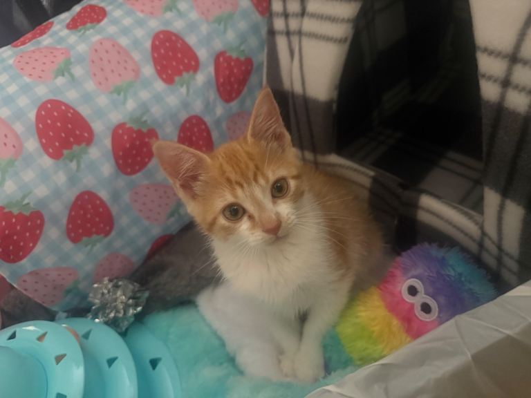Ginger Male Kittens