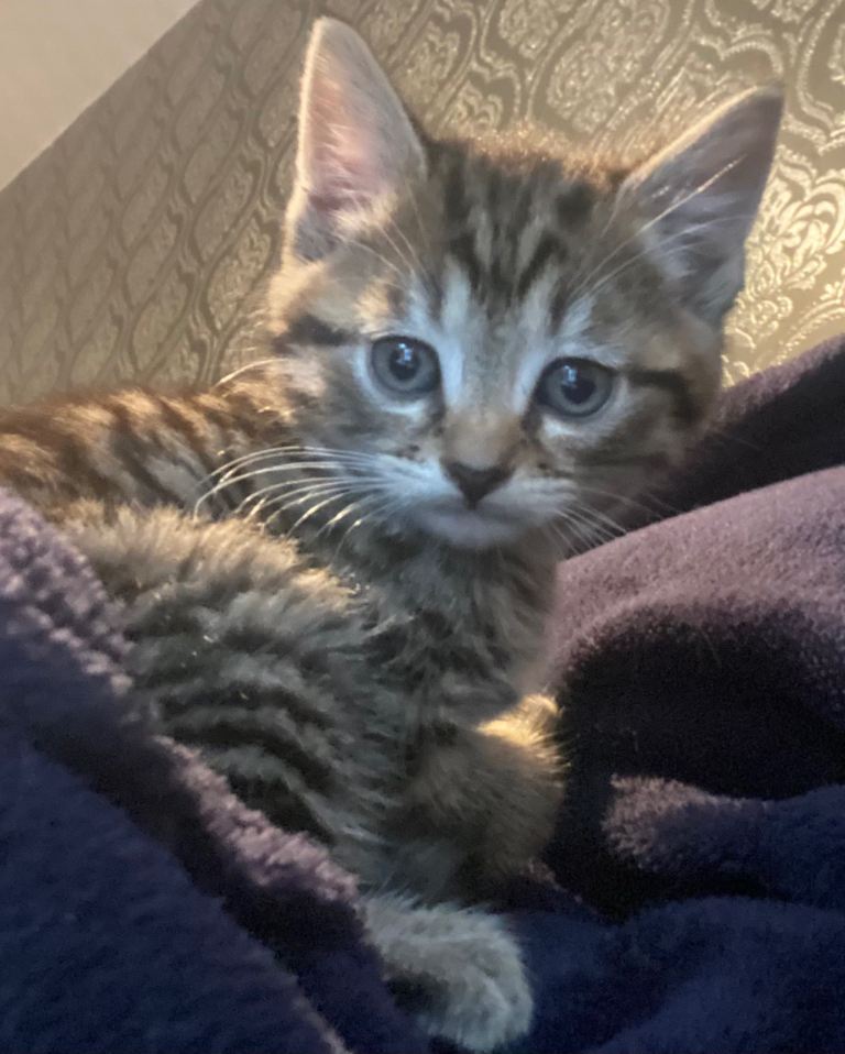 Beautiful kittens ready for forever loving home