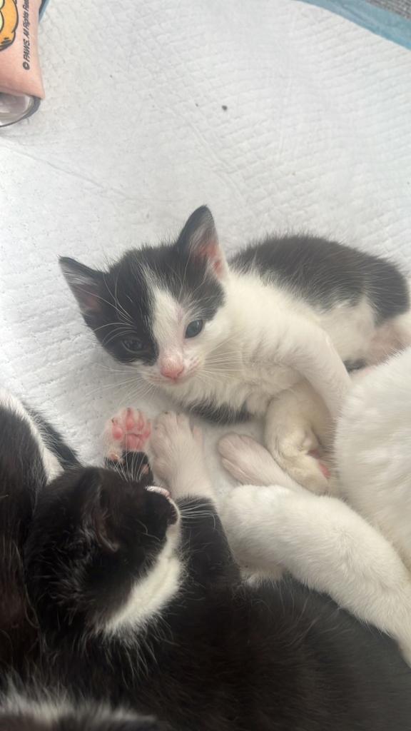 British blue shorthair kittens 
