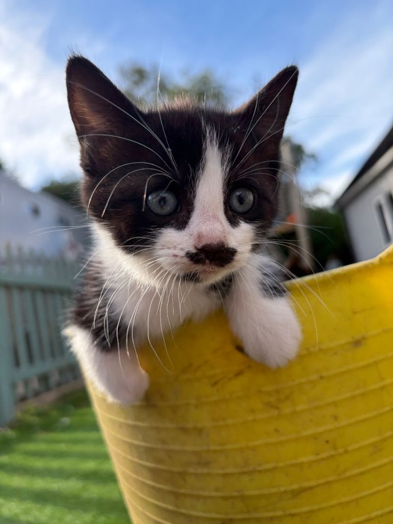 Beautiful playful kittens ready now . 