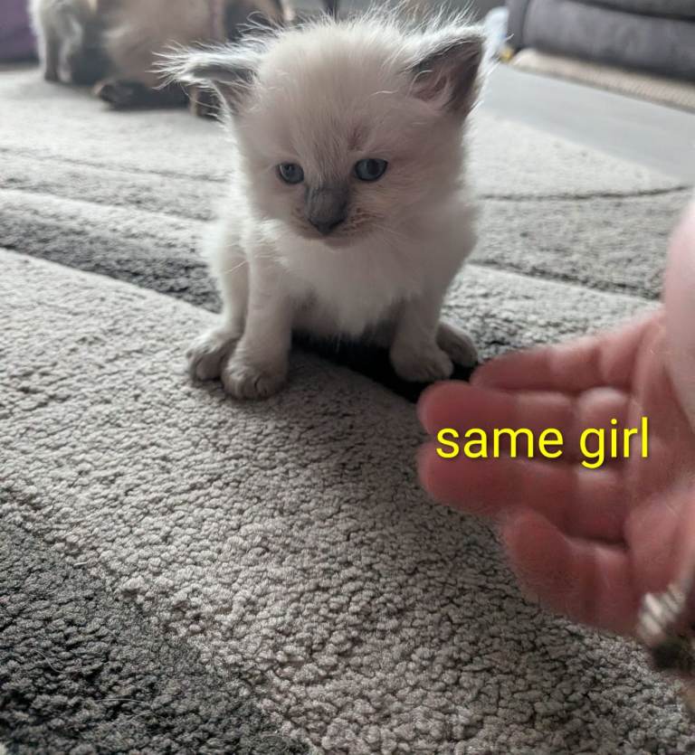 Ragdoll kittens