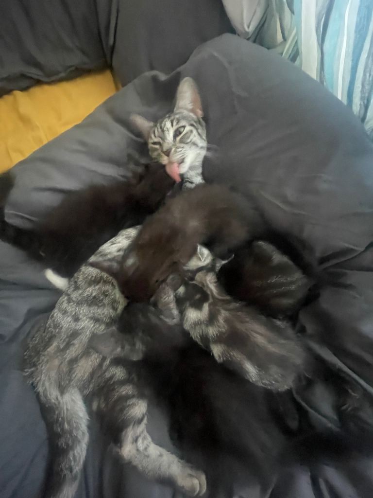 5 Kittens looking for a loving home 