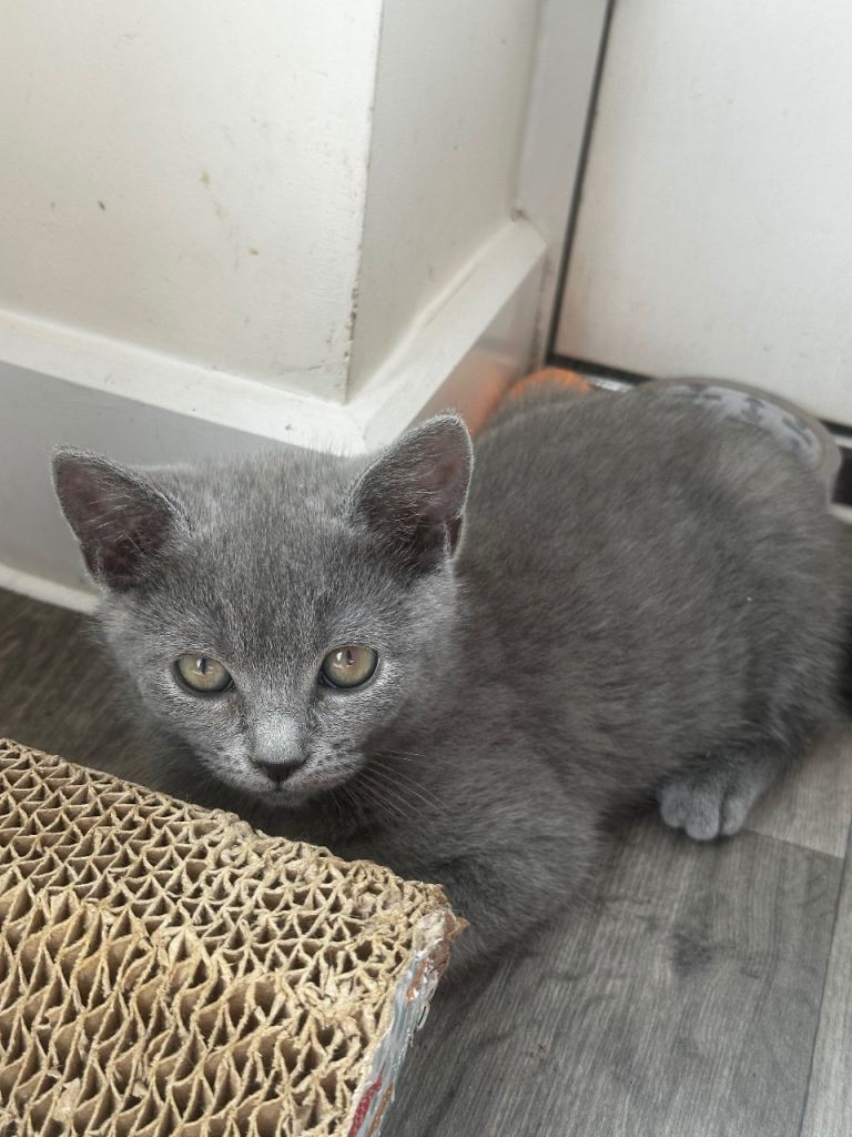Russian Blue cross kittens ready to leave 