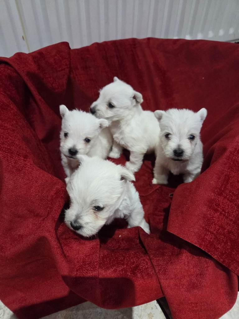 West Highland terrier puppies 