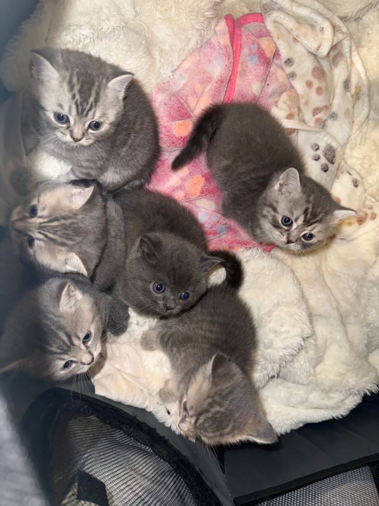 BRITISH SHORTHAIR KITTENS
