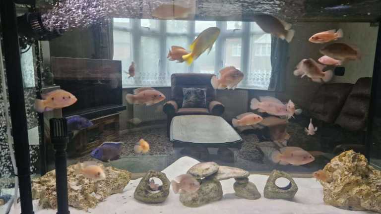 Home-Bred Pink Convict Cichlids – Healthy, Active & Vibrant