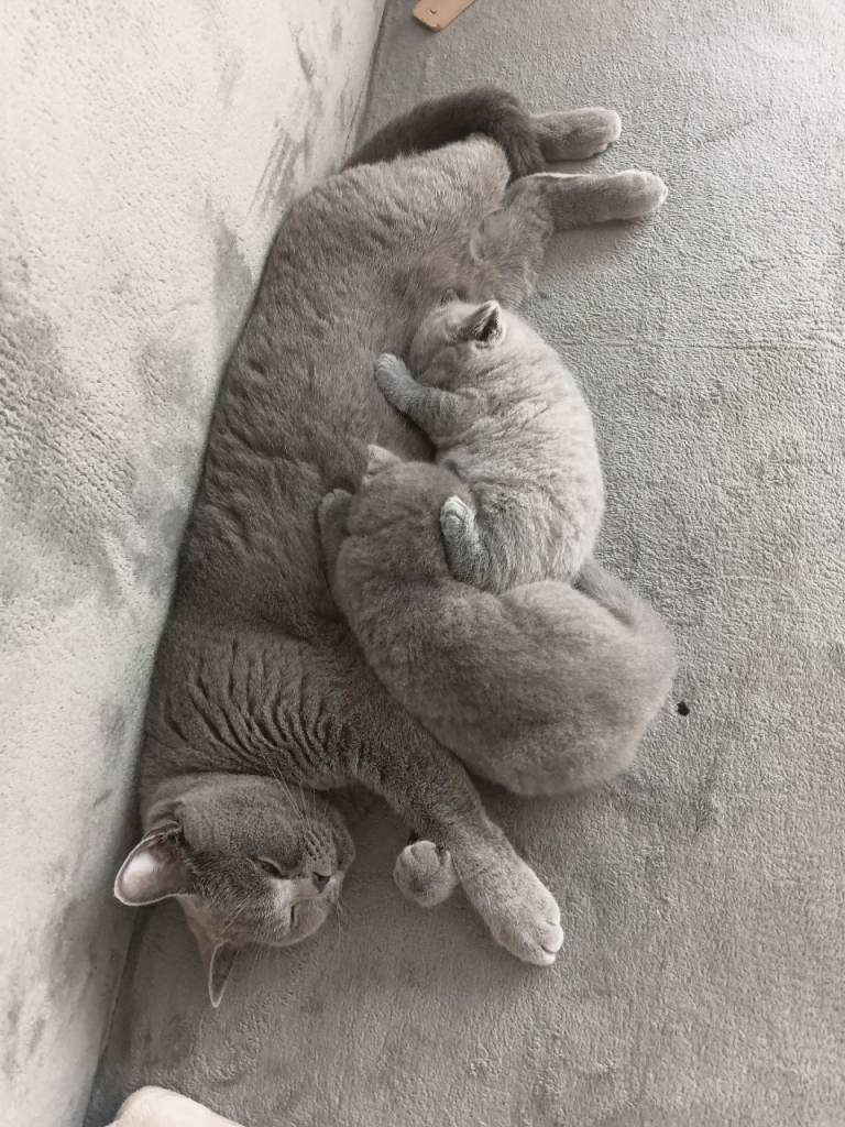 British shorthair kittens