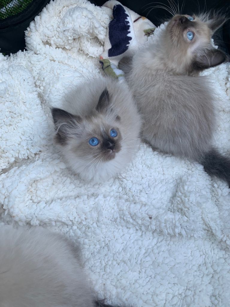 Beautiful Ragdoll kittens looking for new home