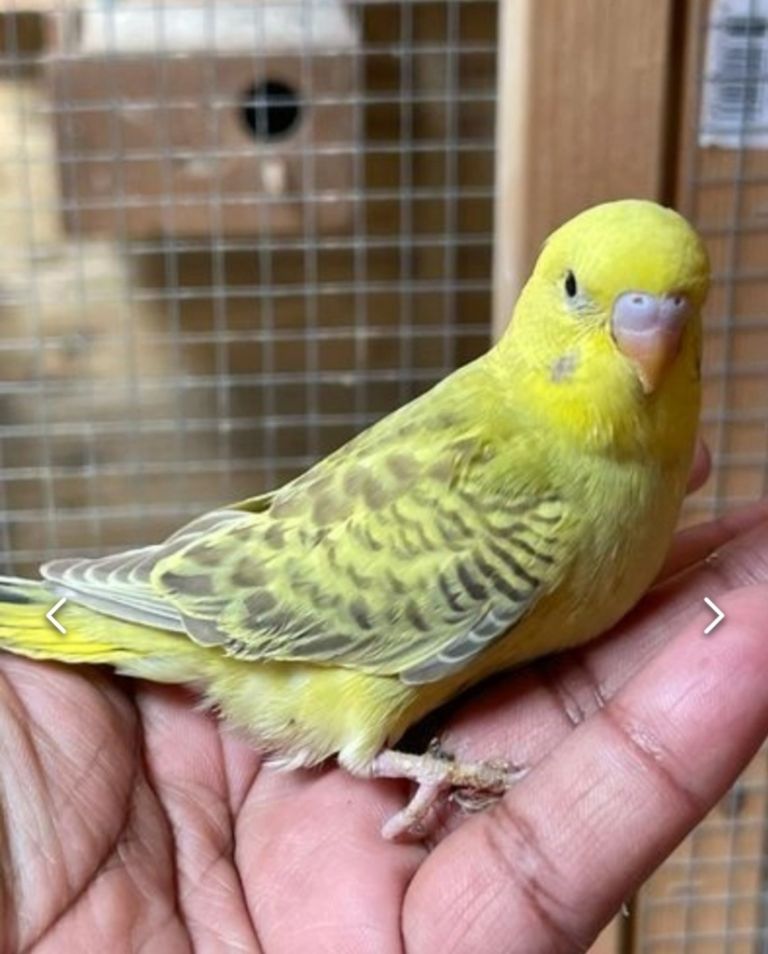 Hand Tame Budgies 