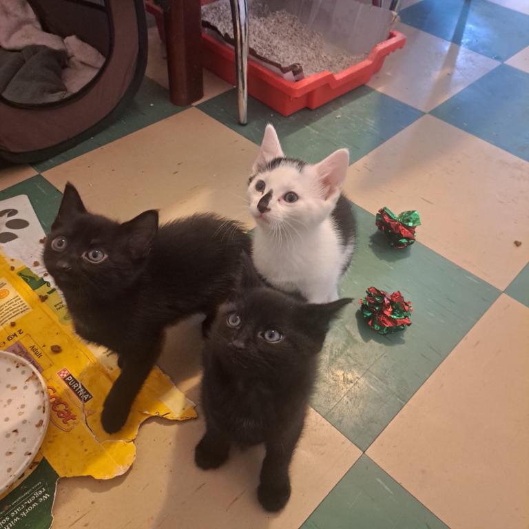Kittens