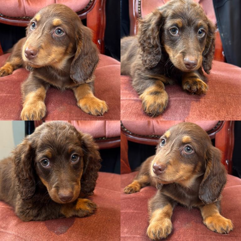 Long hair Dachshund dapple