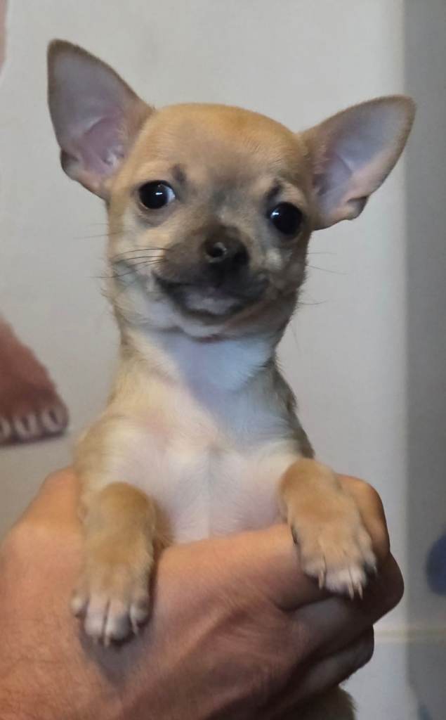 Toy Chihauhaus,1 girl left,ready now