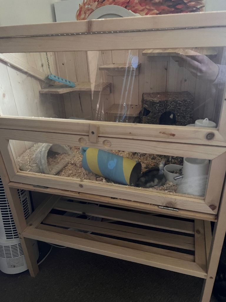 Luxury wooden cage with Russian dwarf