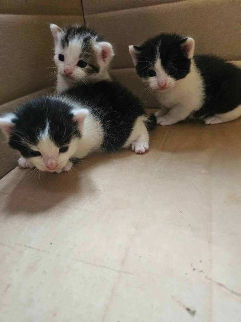 Kitten.