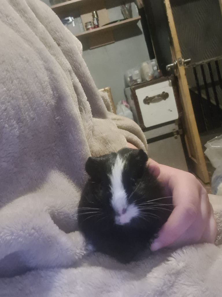 4 x Guinea pigs plus cage