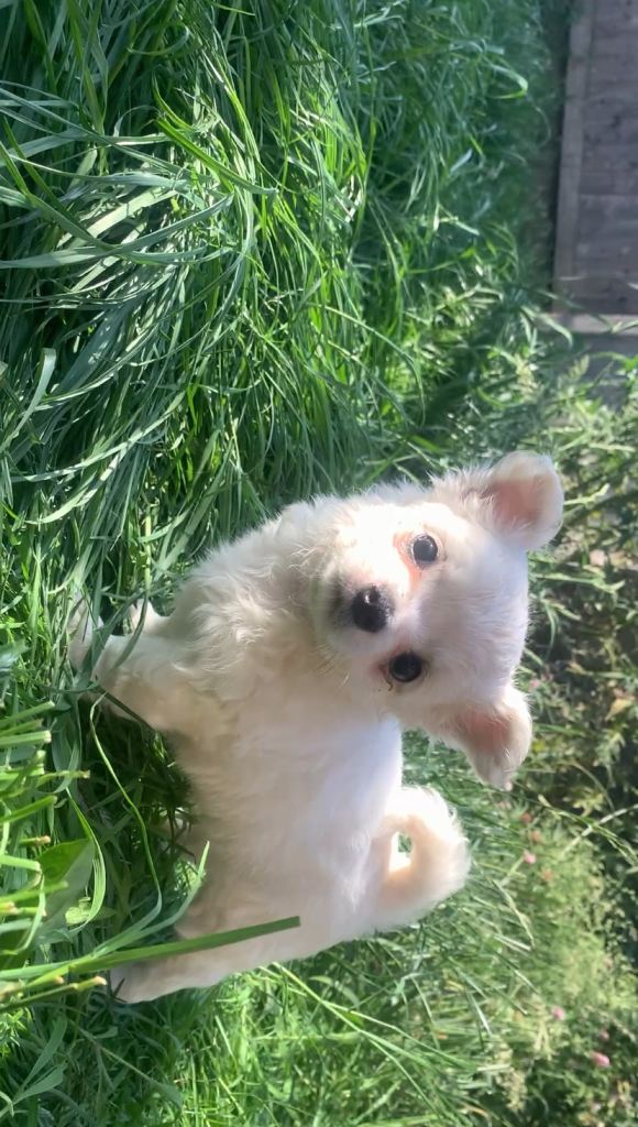 Maltese/Chihuahua (Malchi) pups
