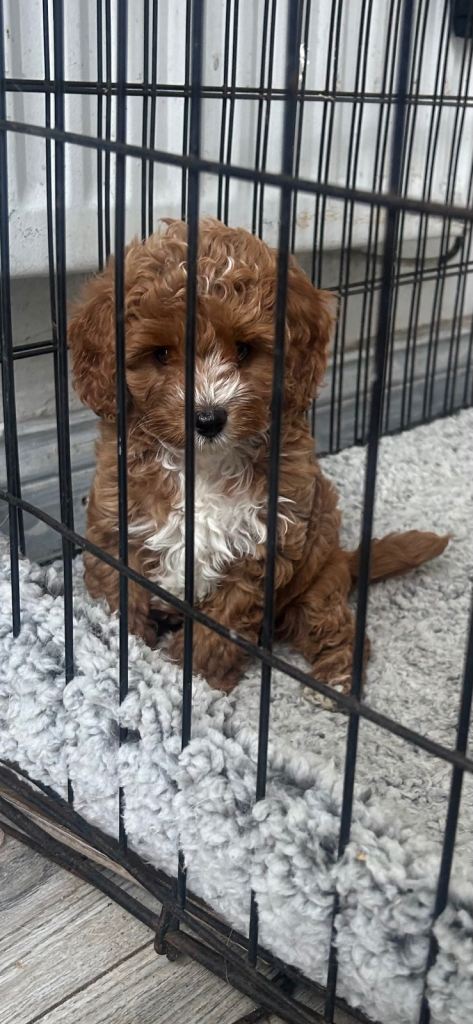 cavapoos!! 1 boy left!!