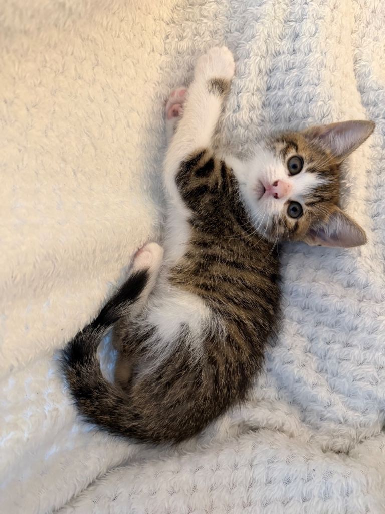 Male Kitten 