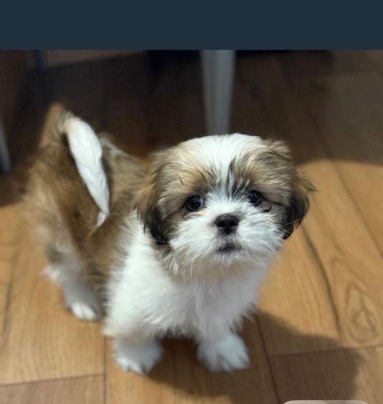 Shih Tzu puppy 13 weeks old