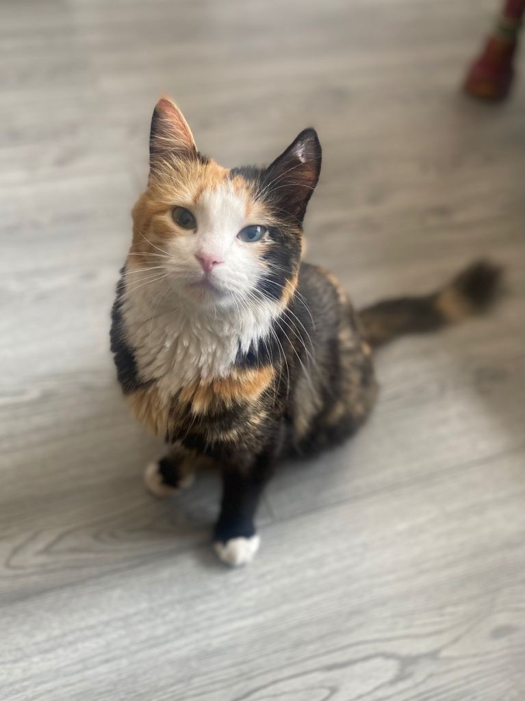 Beautiful cat looking for new home
