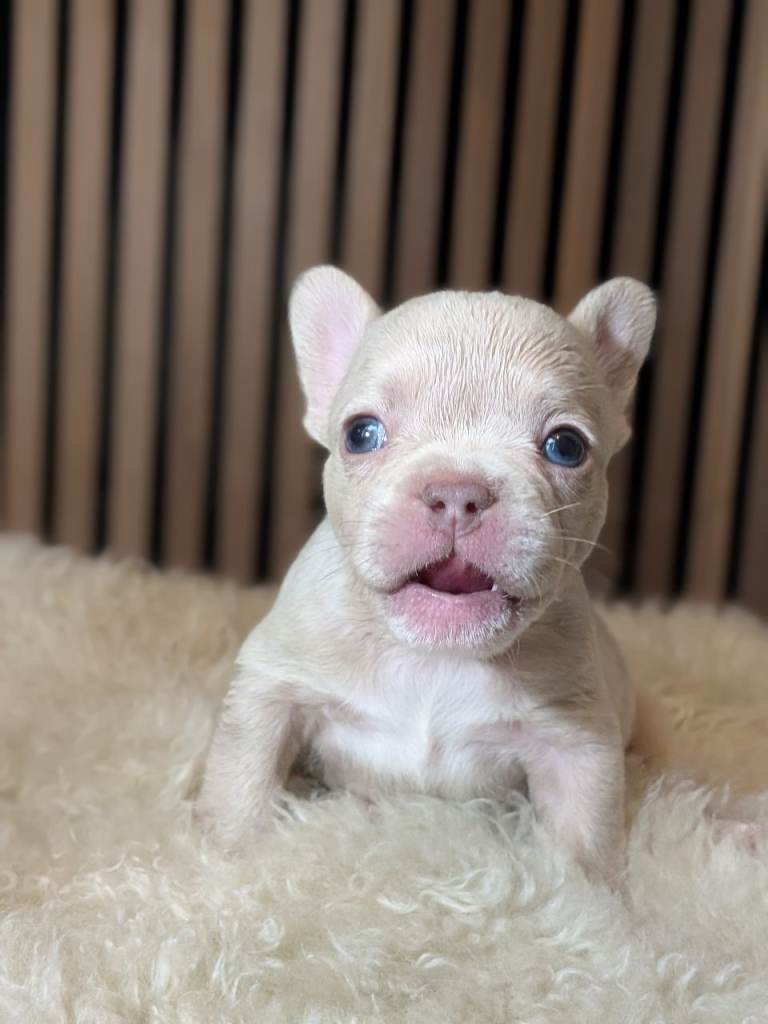 🐾 KC Registered French Bulldog Puppies 🐾