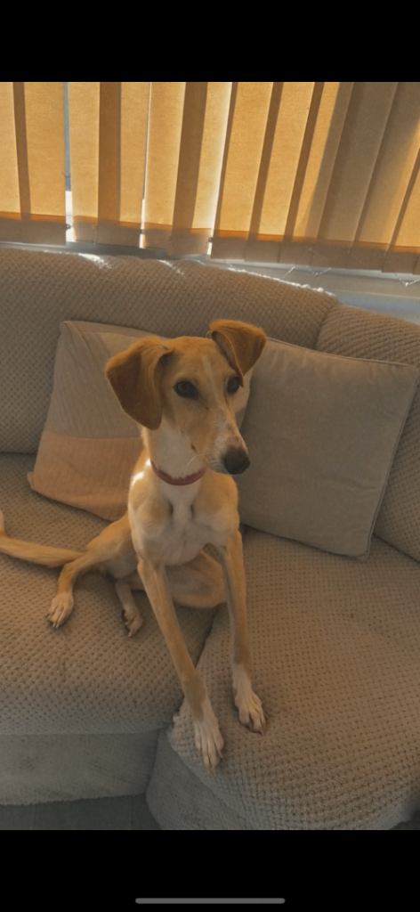 Sandy – 1-Year-Old Whippet x Saluki