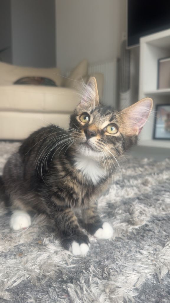 2 Gorgeous Tabby & White Kittens