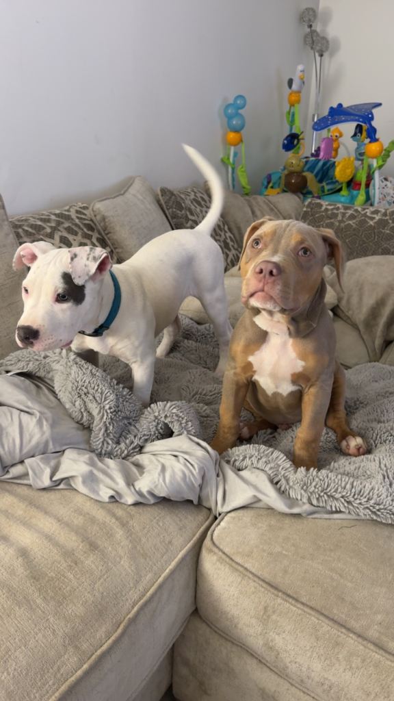 Standard American Bully Puppy Looking for New Home 