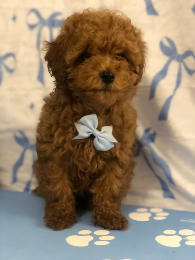 Kc Toy poodle puppies excessively hereditary tested clear 