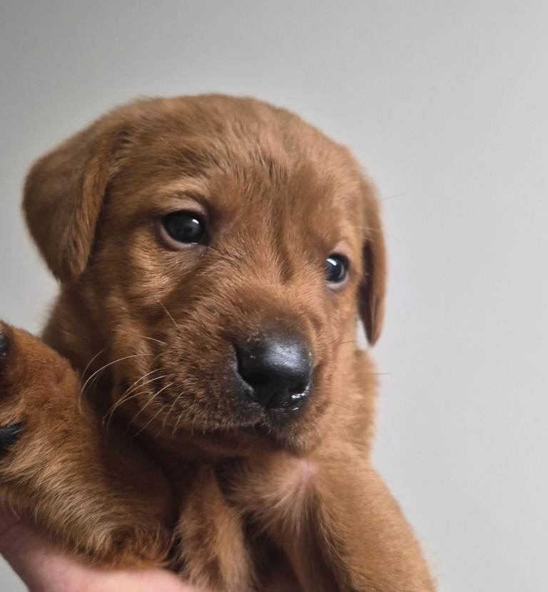 STUNNING DARK FOX RED LABRADOR RETRIEVER PUPS