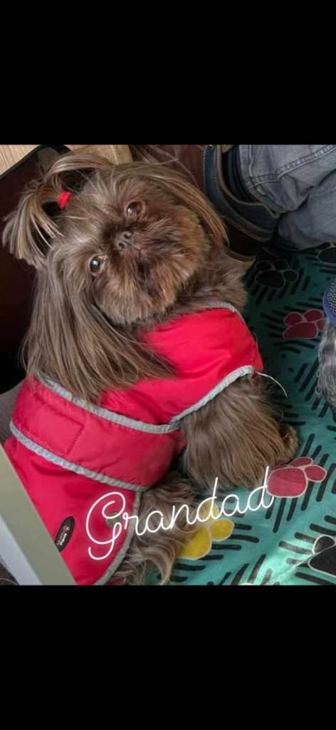 Imperial Shih tzu- Two Beautiful girls left ❤️ 