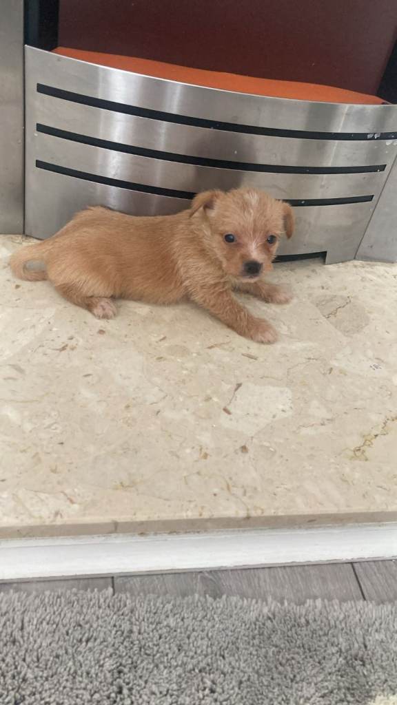Chorkie