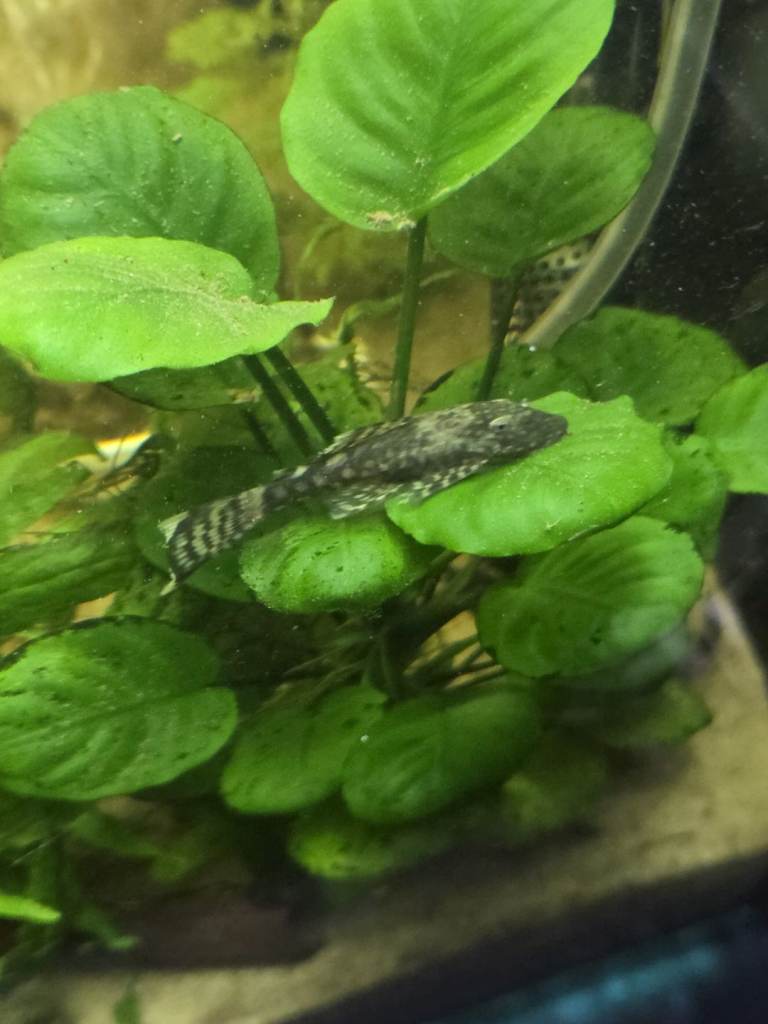 Tropical fish