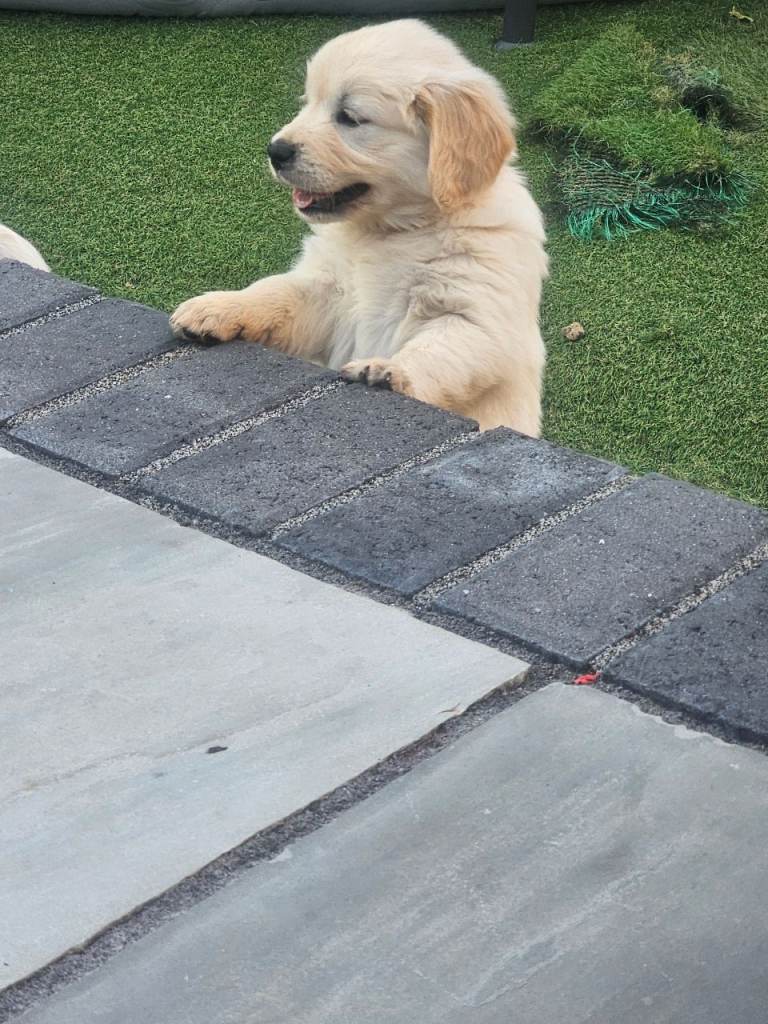 LAST Cream golden retriever puppy looking for a home READY TO LEAVE NOW !!!