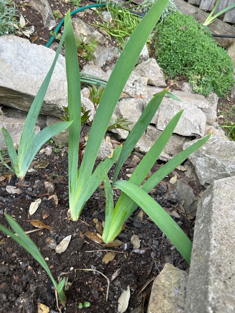 5 blue & yellow Iris plants flowers 