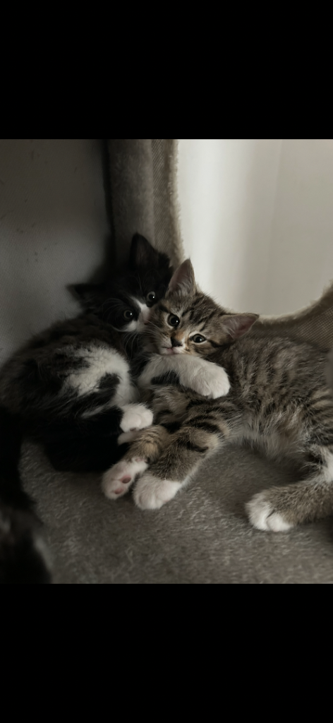 Kittens 4 