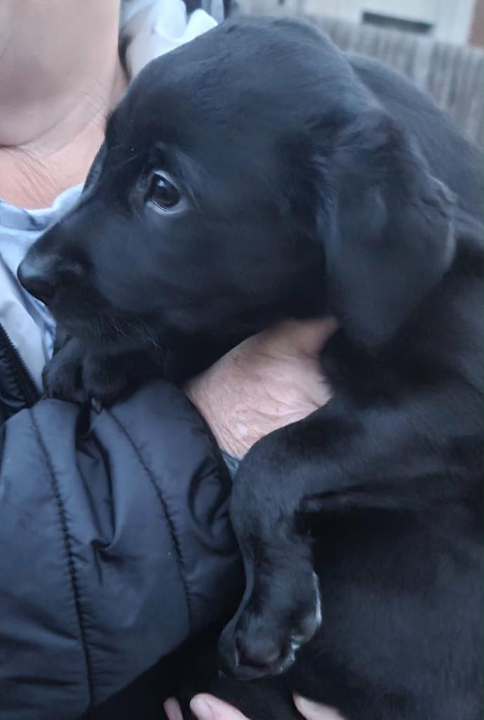 Labrador x huntaway puppies ( 1 LEFT )