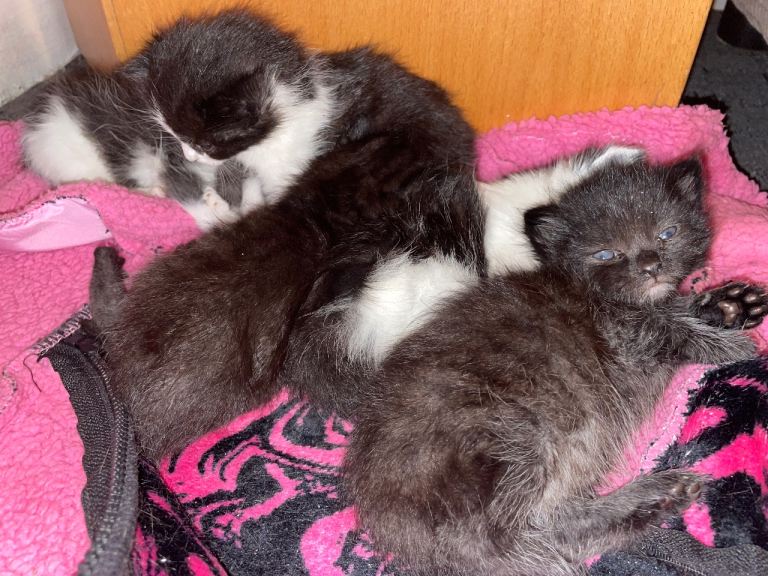 British Shorthair X Kittens