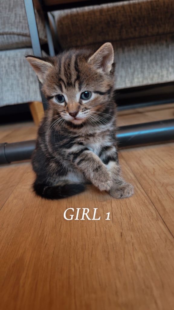 Kittens 