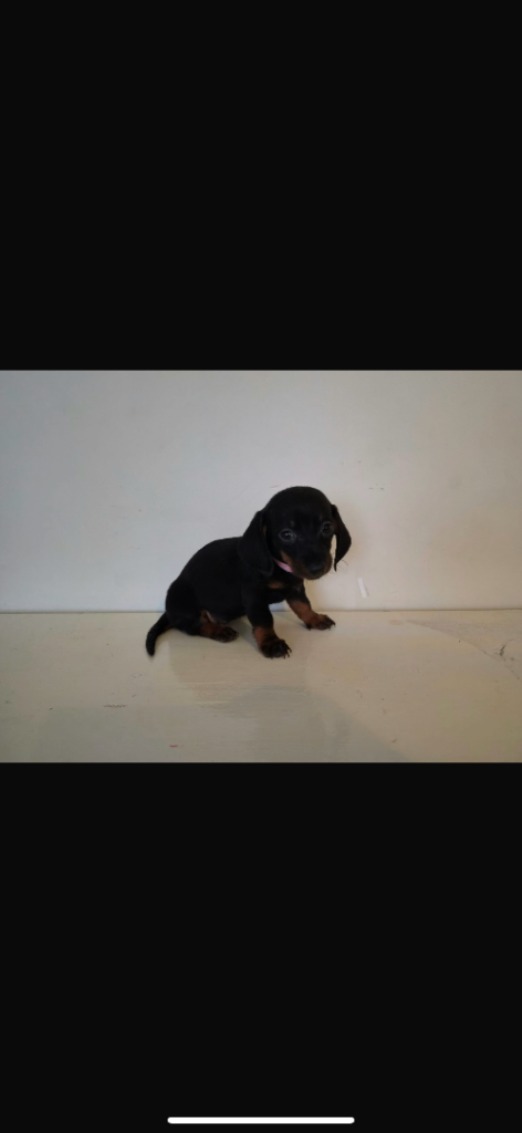 Mini Datchound 