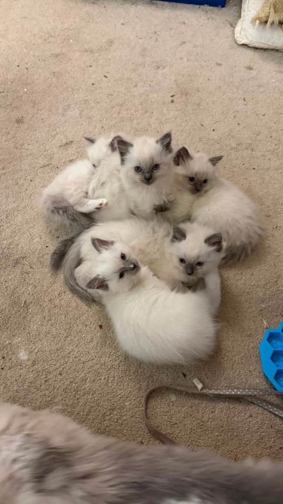 Ragdoll Blue Point Kittens