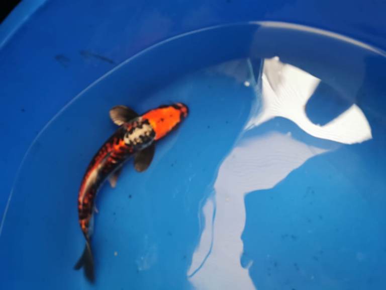 High Grade Koi Carp Hand picked